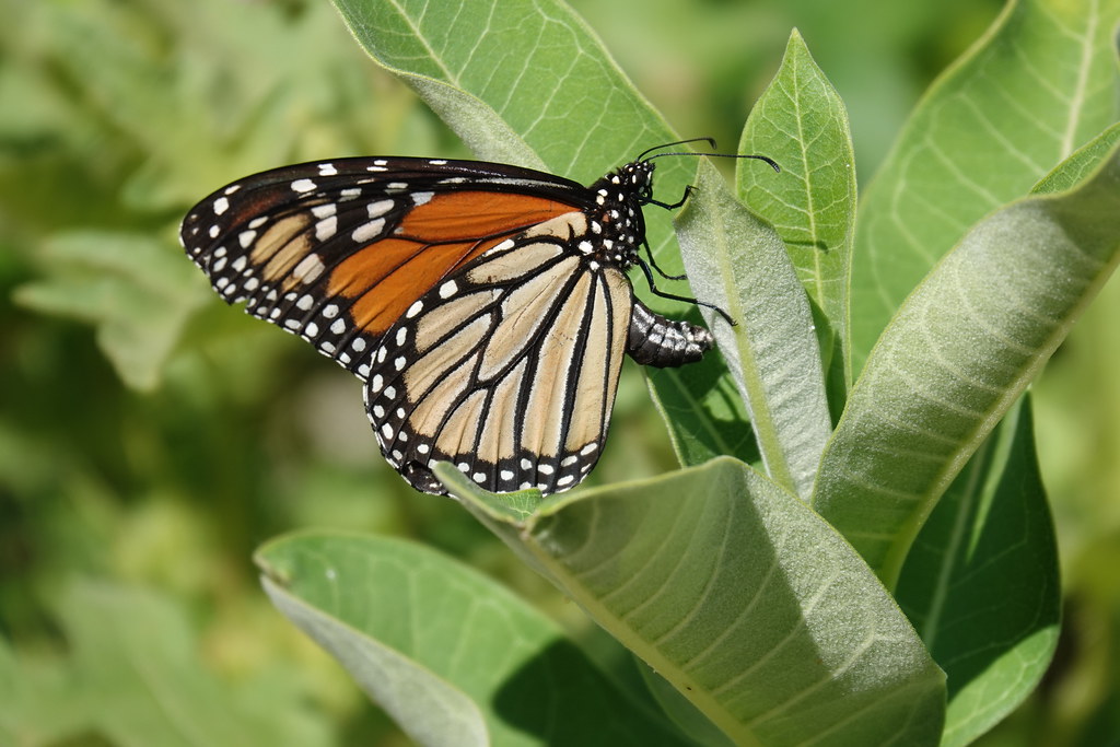 Monarch Butterfly Laying Eggs on Milkweed jdf_92 Flickr