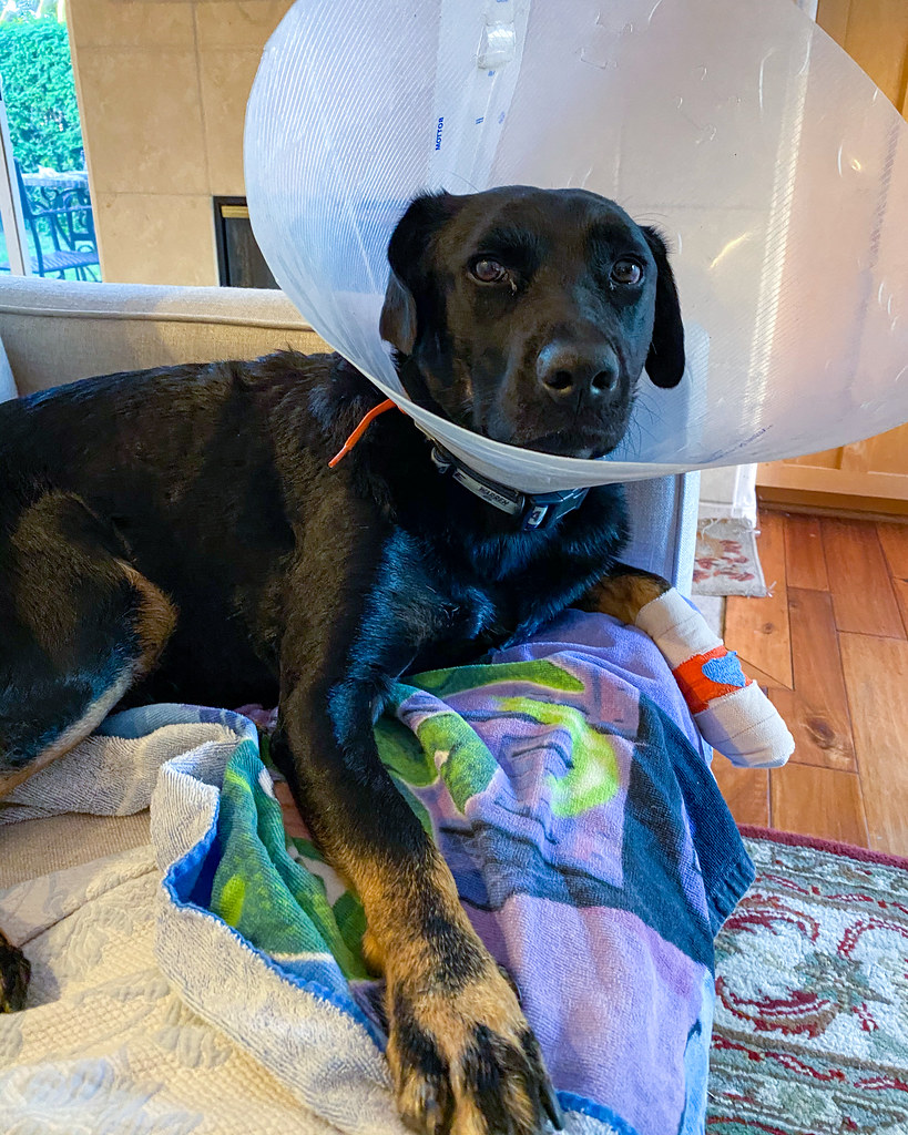 My Poor Dog Somehow he injured a paw pad so off to the