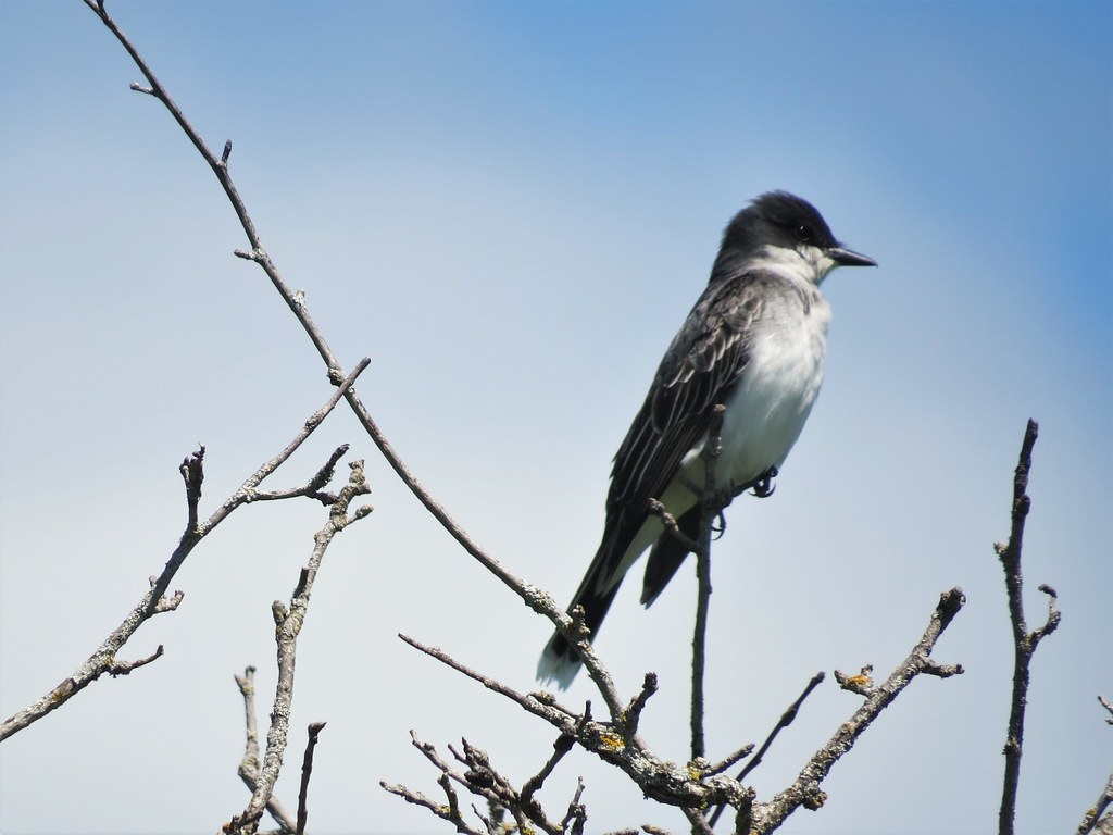 Eastern Kingbird Ontario, Canada. Eric Baldo Flickr