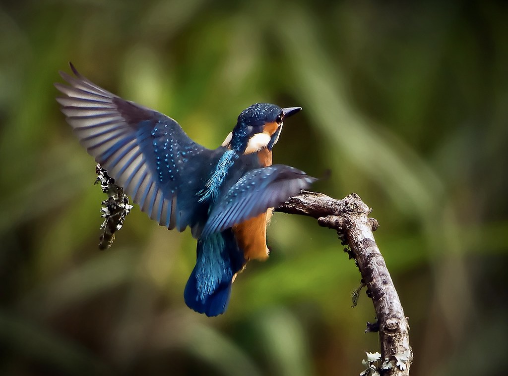 Wingspan A kingfisher at forest farm nature reserve. Cardi… Flickr