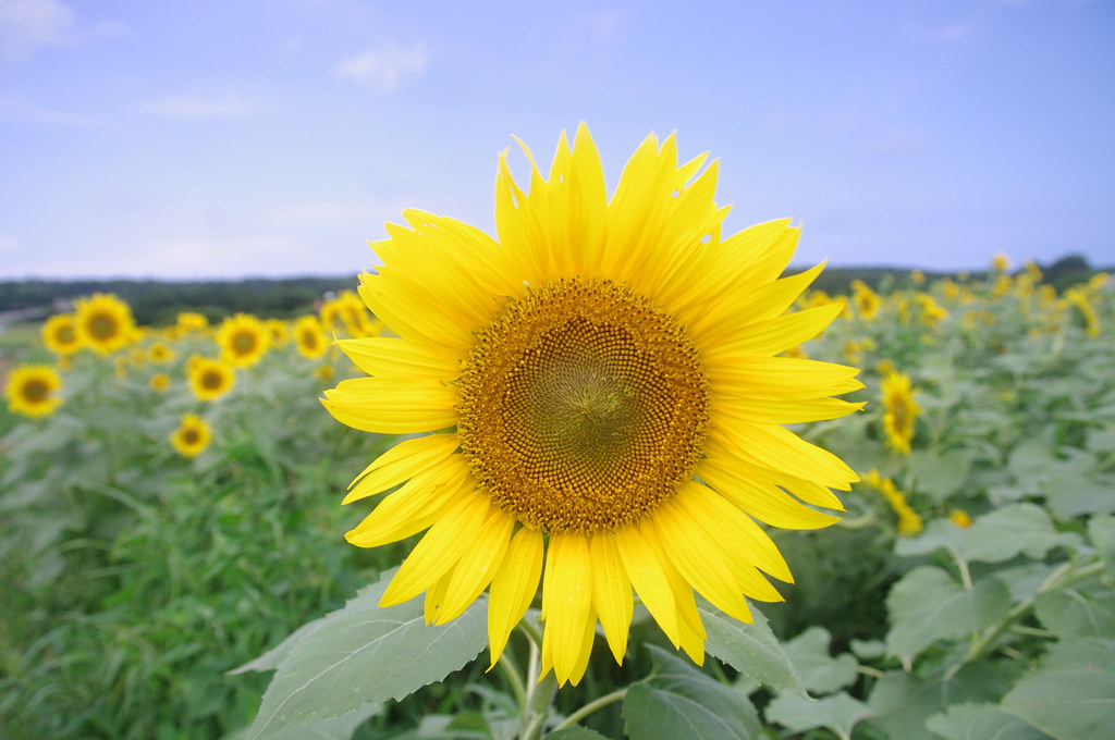 Sunflower, Fukui, Japan Sunflower field located in Fukui P… Flickr