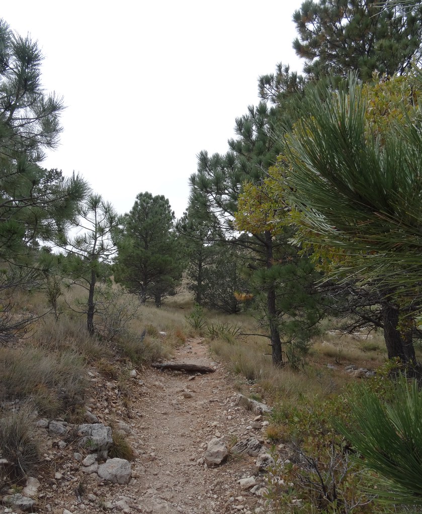 Pinon Pines, Guadalupe Peak Trail wewillfigureitout blog Flickr