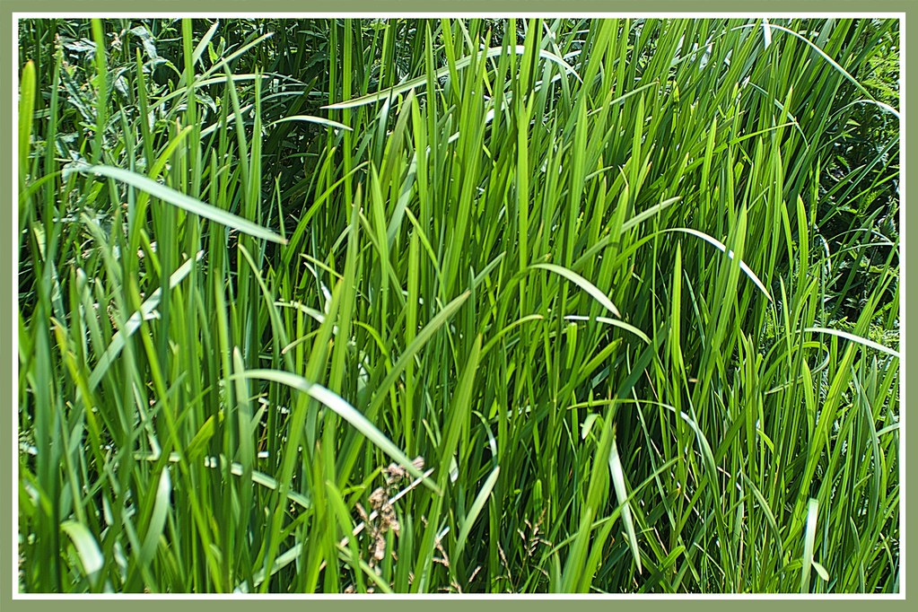 Blades of green. The park, Hastings. anthony allan Flickr