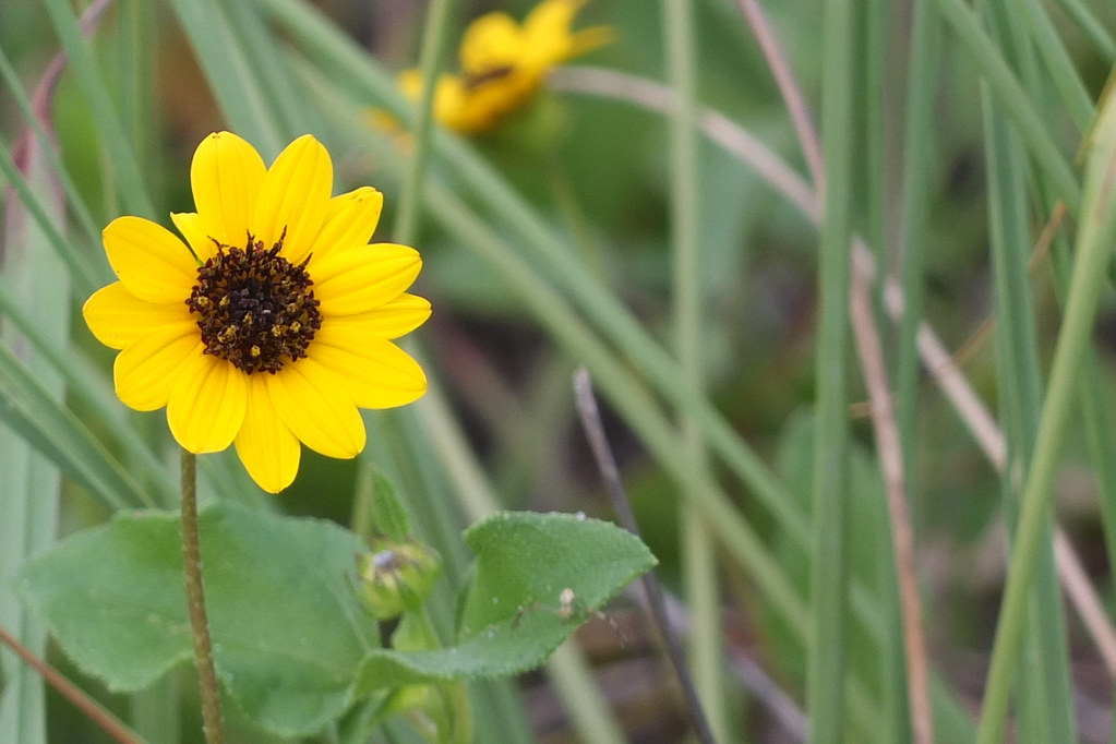 Beach Sunflower For Blog Post Florida Native Plant Grows… Flickr