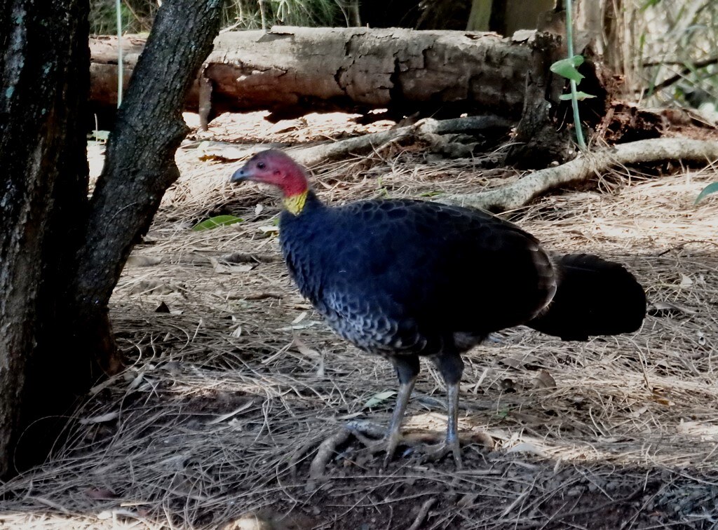 Female Scrub Turkey about to inspect the nest mound to see… Flickr