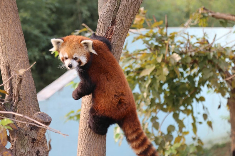 Chinese zoo ends live animal performances