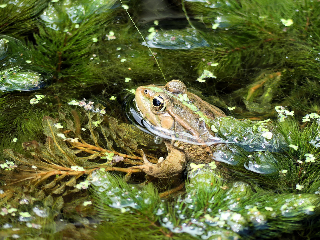 Grenouille Jardin des Plantes, Paris Raymonde Contensous Flickr