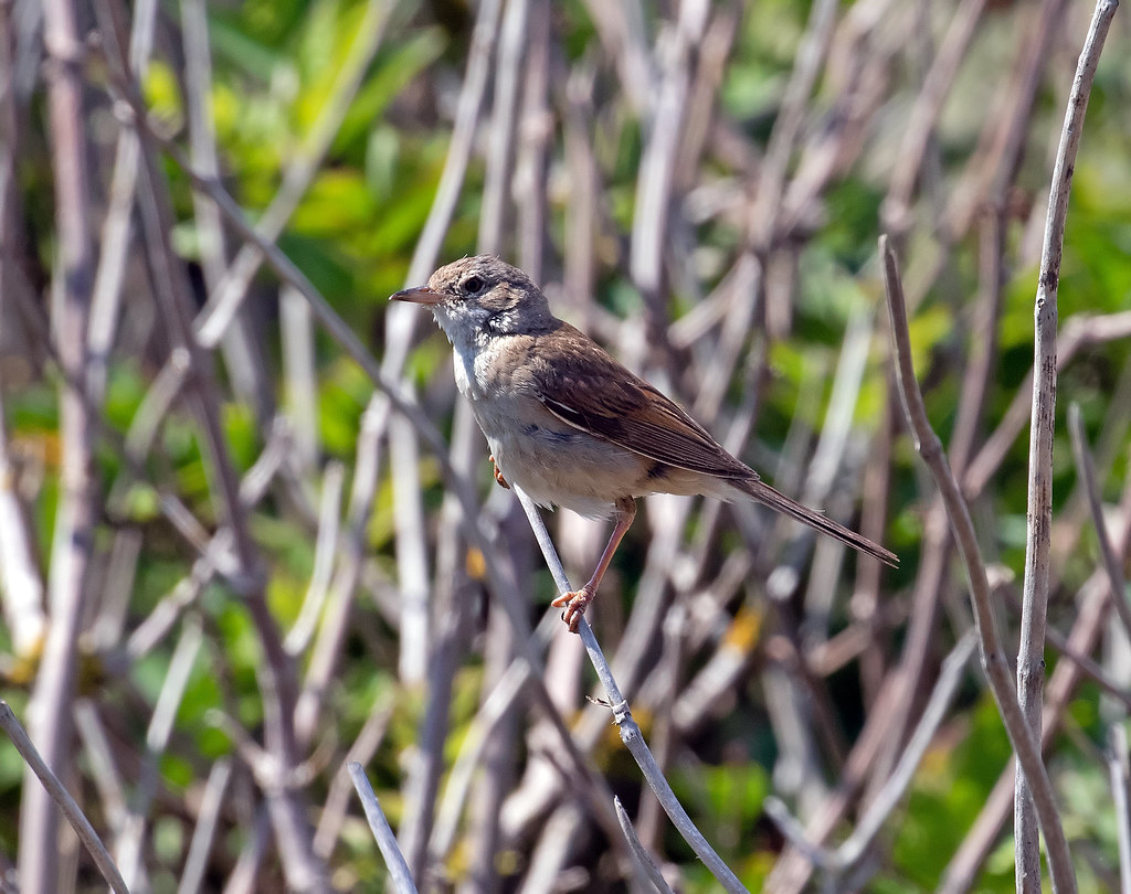 Whitethroat RSPB Minsmere Whistling Joe Flickr