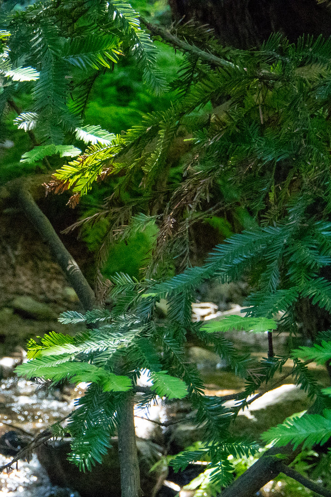 dappled redwood branches 20200614 Rob Glover Flickr
