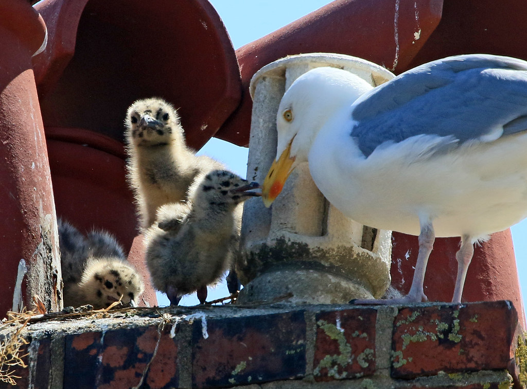 Herring Gull Family The Herring Gulls nesting on next door… Flickr