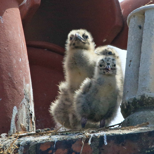 Herring Gull Family The Herring Gulls nesting on next door… Flickr