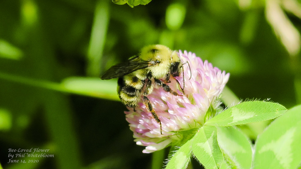 BeeLoved Flower The bumblebee loves the flower so much, i… Flickr