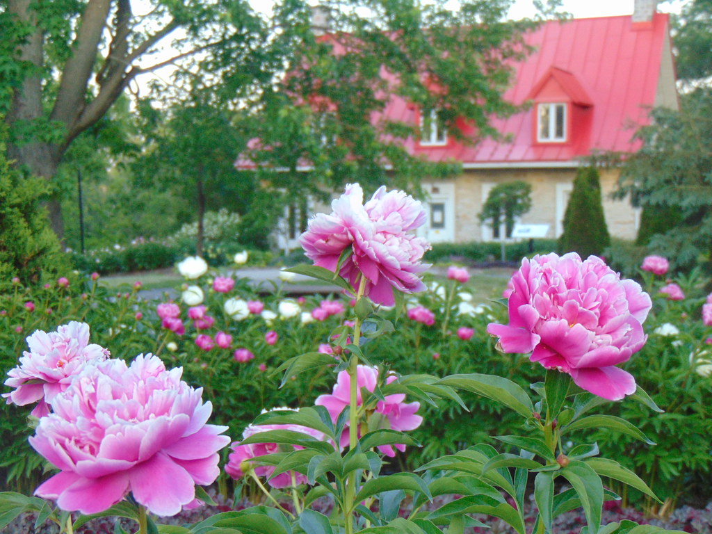 Peony of 2020 (2) Les Jardins Hamilton, Rosemère, Quebec. Alain