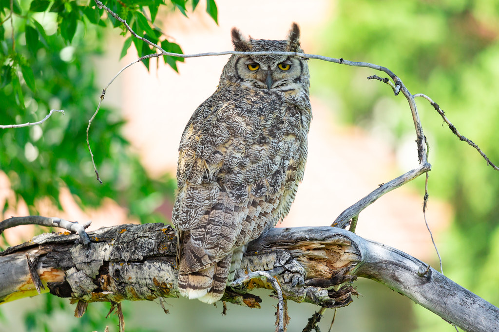 Great horned owl in Fort Yellowstone NPS / Jacob W. Frank