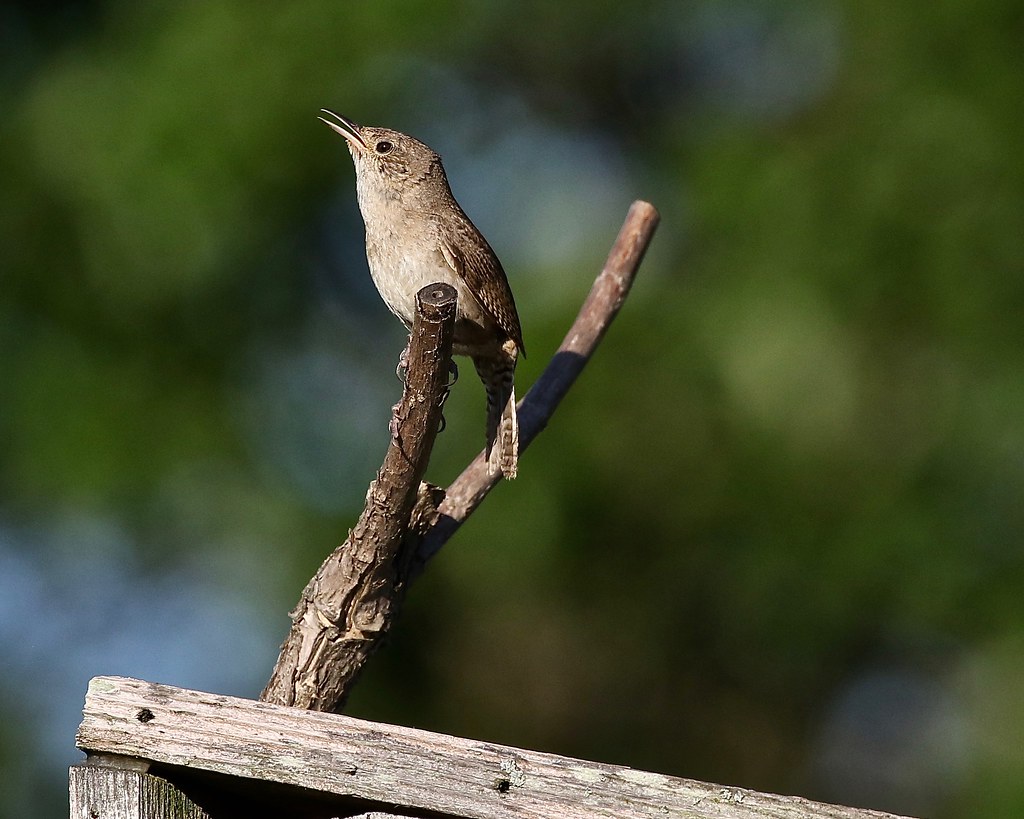 House Wren calling from perch1 Dan Getman Bird Photos Flickr