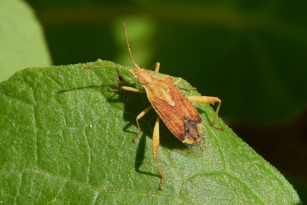 "True bug" on a leaf of Canyon Sunflower I found this litt… Flickr