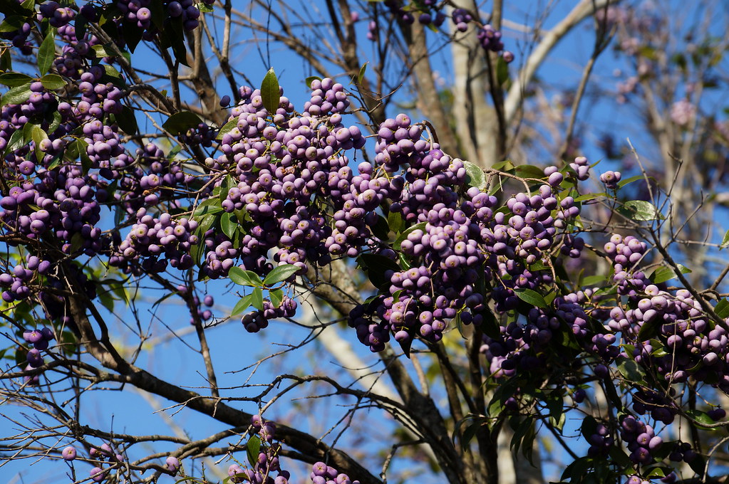 Purple berries (Syzygium francisii) Francis' Water Gum Flickr