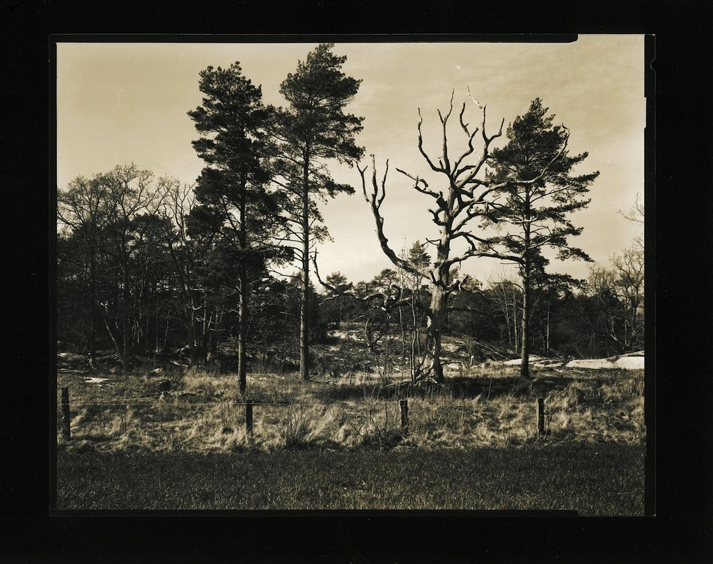 Old oak Scan from darkroom print, contact copy. Gandolfi, … Flickr