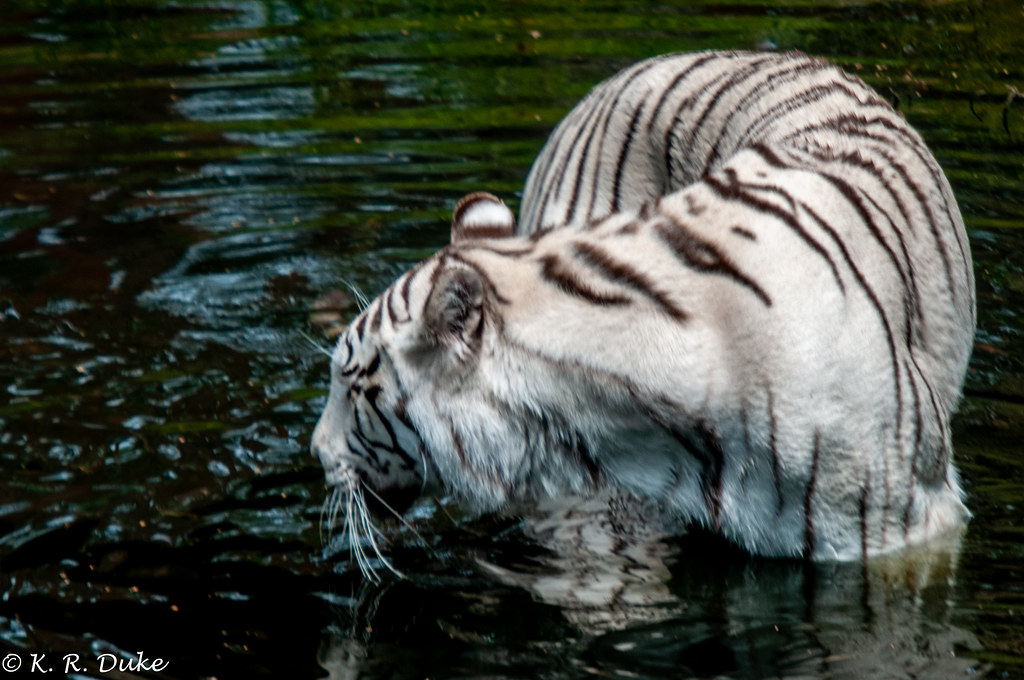 White Tiger A visit to Serengeti Park, HodenHagen, Lower S… Flickr