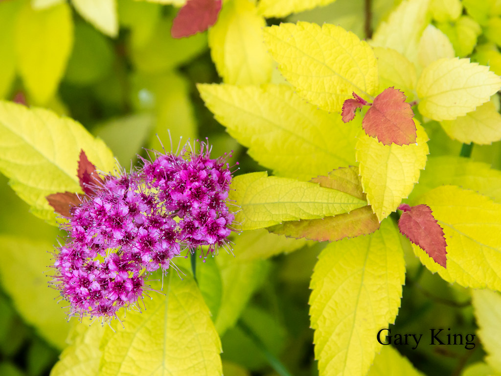 Candy corn spirea A new small shrub I planted last spring.… Gary