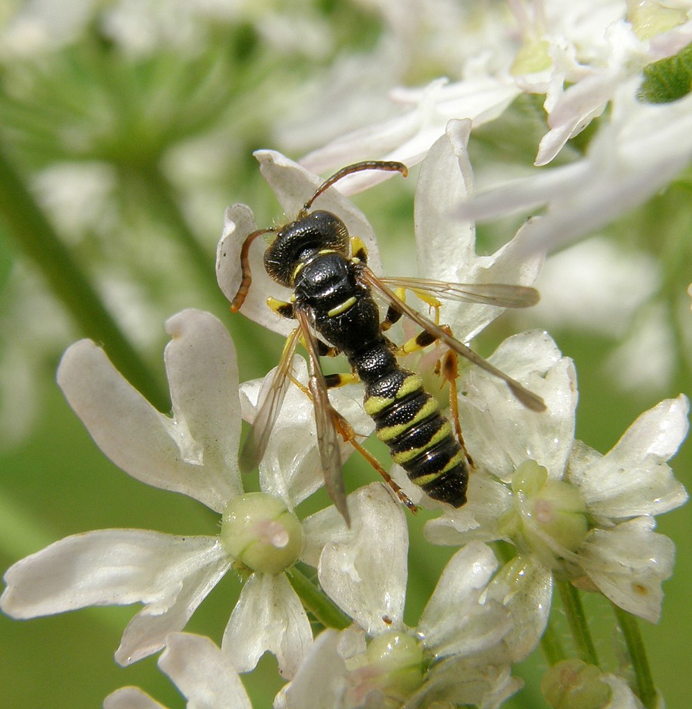 Cerceris quinquefasciata male West Thurrock Marshes, Ess… Flickr