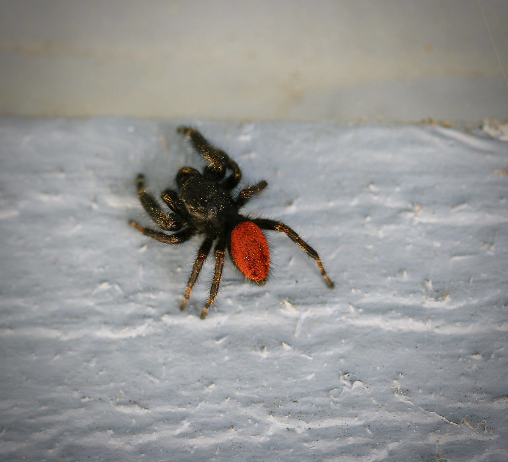 Johnson's Jumping Spider (Phidippus johnsoni), Prundale, C… Flickr