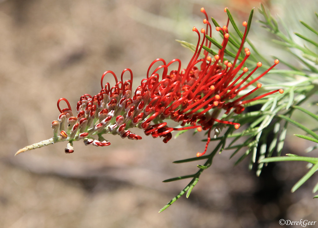 Grevillea Scarlet Moon As part of the Kings Park plant bre… Flickr