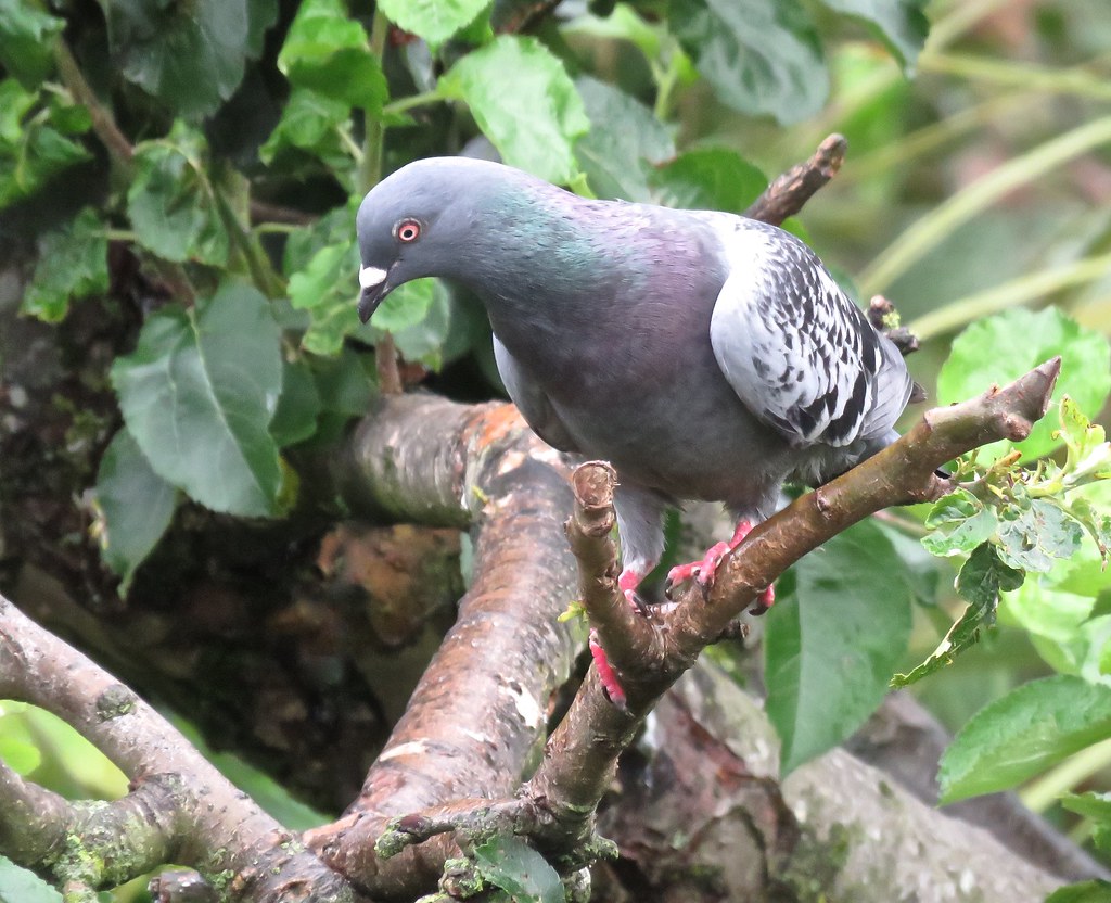 3588 Feral pigeon Roosting in our tree is a new trick adop… Flickr