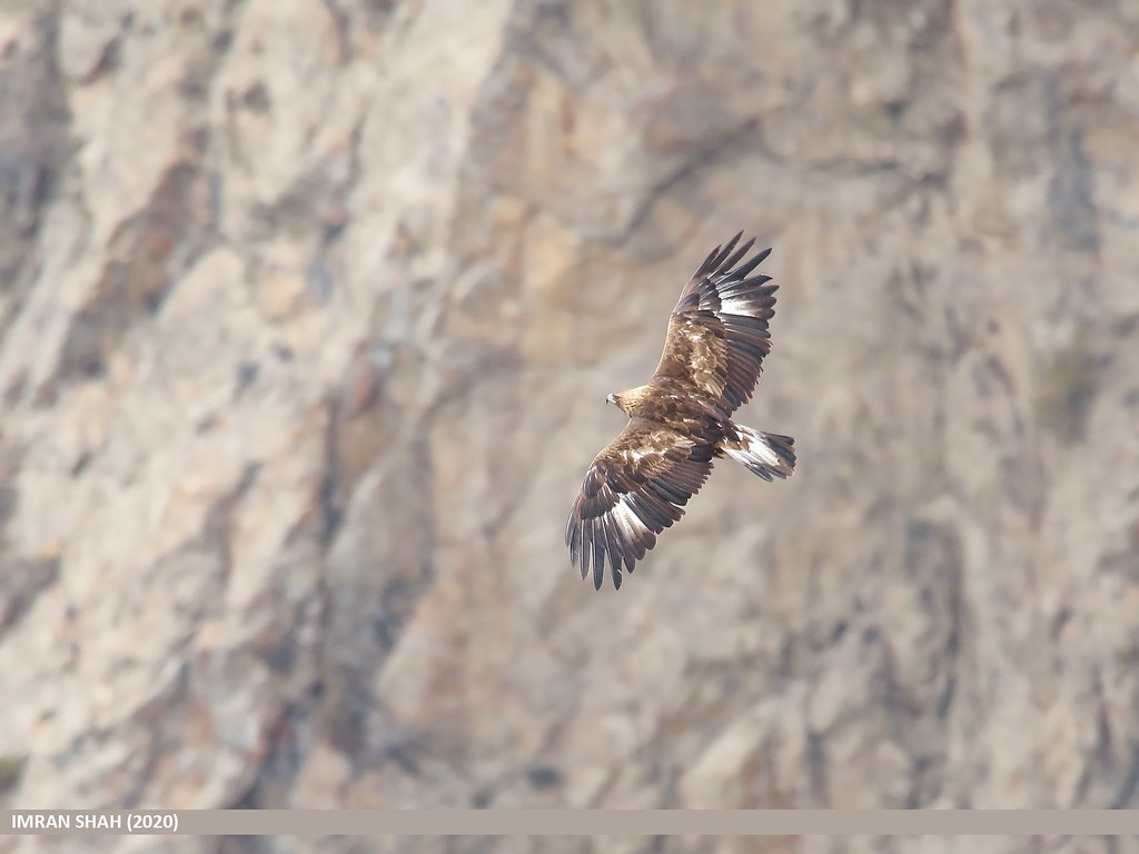 Golden Eagle (Aquila chrysaetos) Golden Eagle (Aquila chry… Flickr
