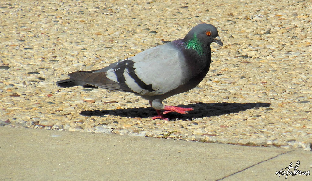 Careful Step One of many pigeons you'll see between 8th an… Flickr