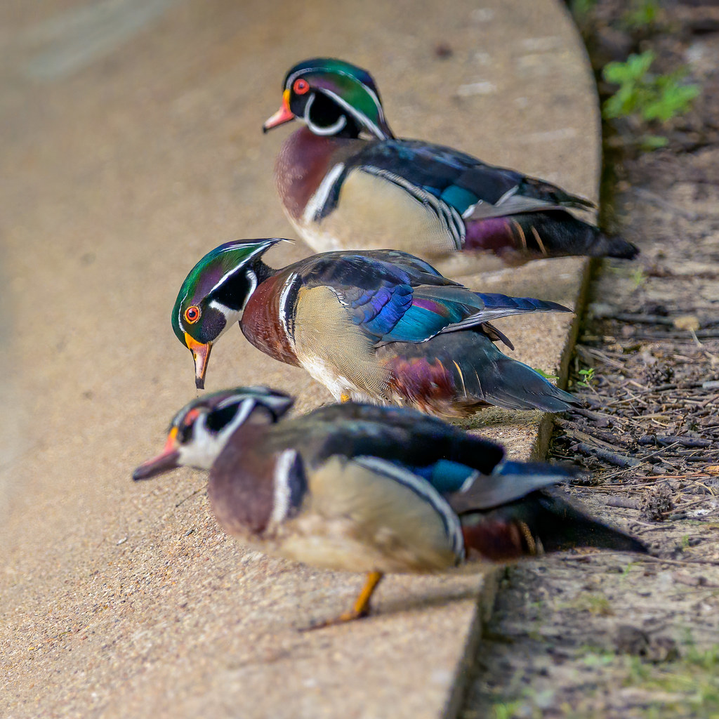 Male Wood ducks vying for attention Shiva Shenoy Flickr