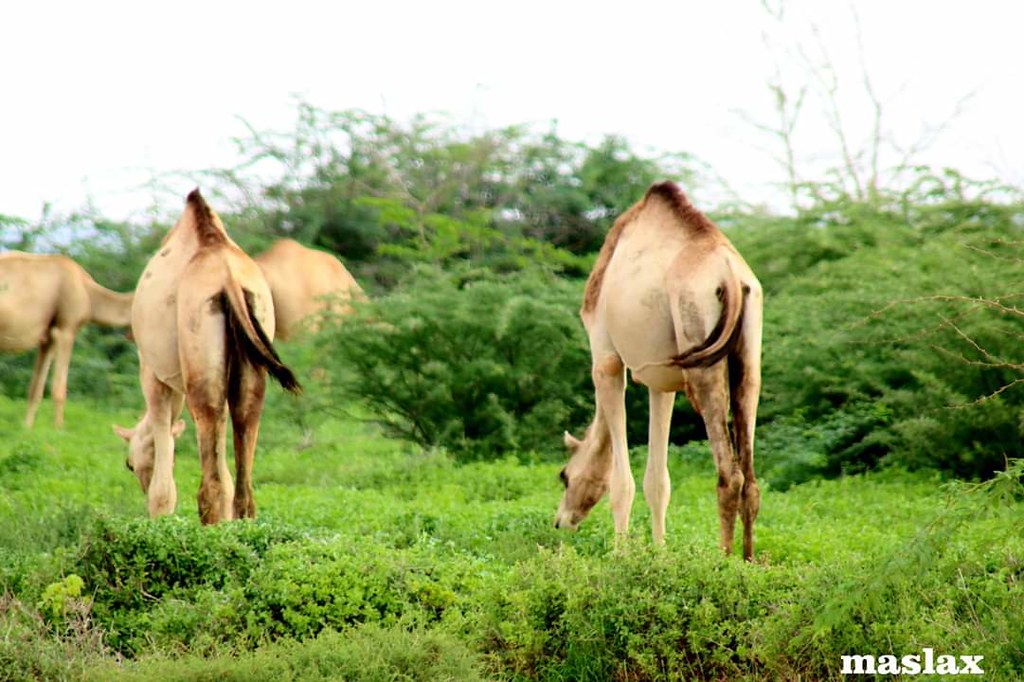 Somalia Geel Somali Camel camels Maxamuud Gacal, Hiiran, … Flickr