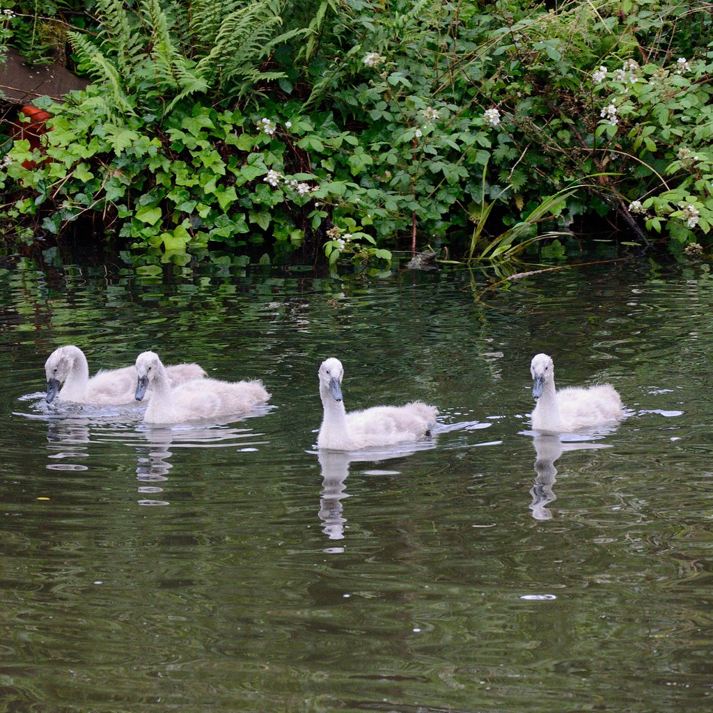 on parade Our local swan family growing up Graham Ryding