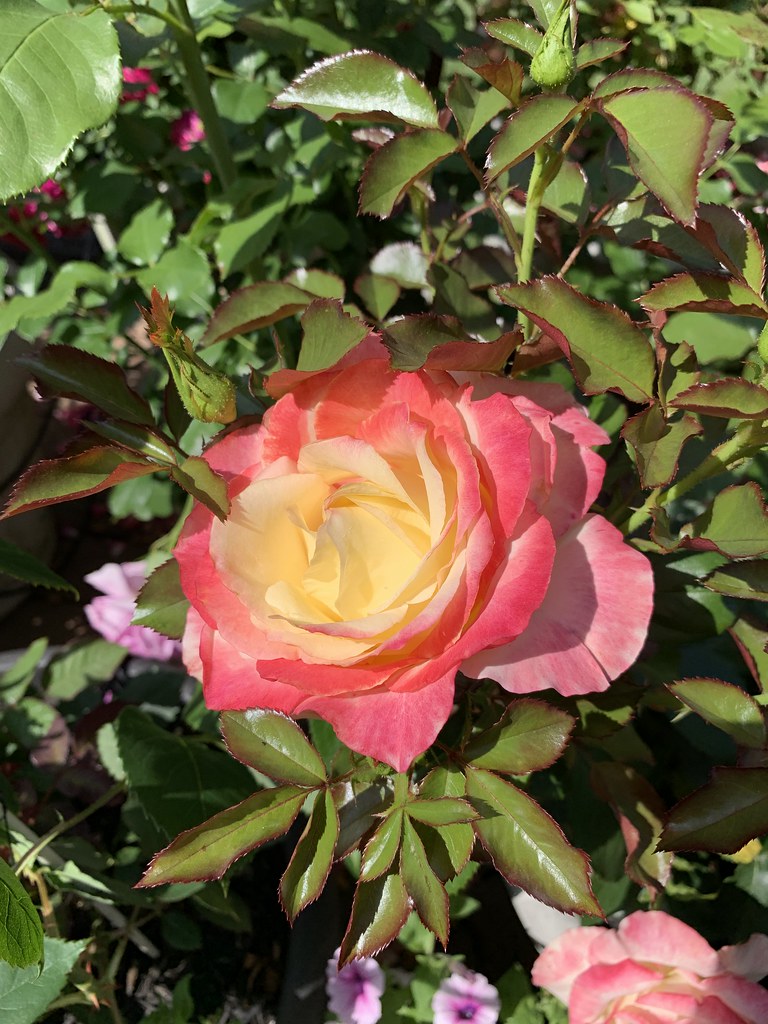 IMG_9635 Flowers, New Jersey archaeologist_d Flickr