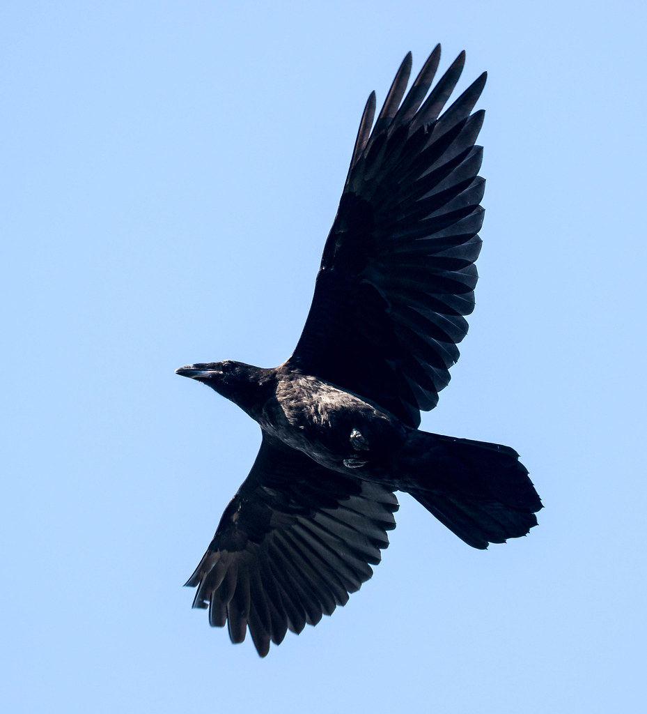 Common Raven, 2020Jun11, Pittsburg, NH Erik Nielsen Flickr