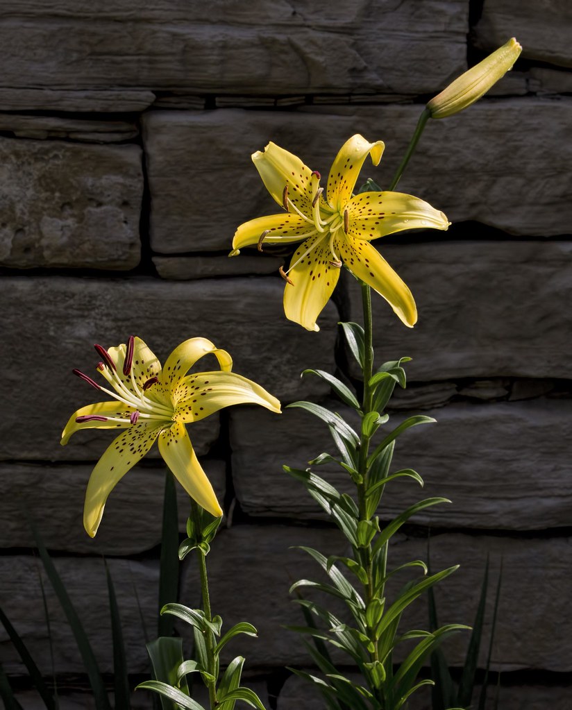 Lily Botanica in Wichita, Kansas, June 20, 2020. Don McClane Flickr