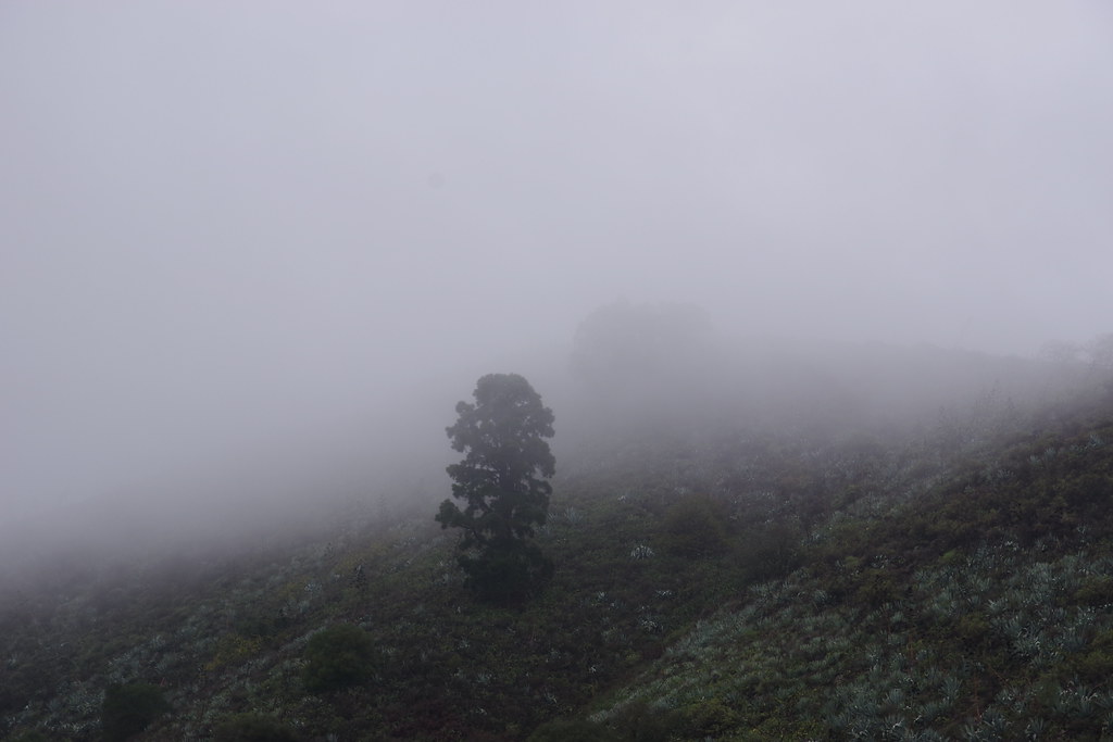 20171203_115312_Pentax_JH foggy weather, Vega de San M… Flickr