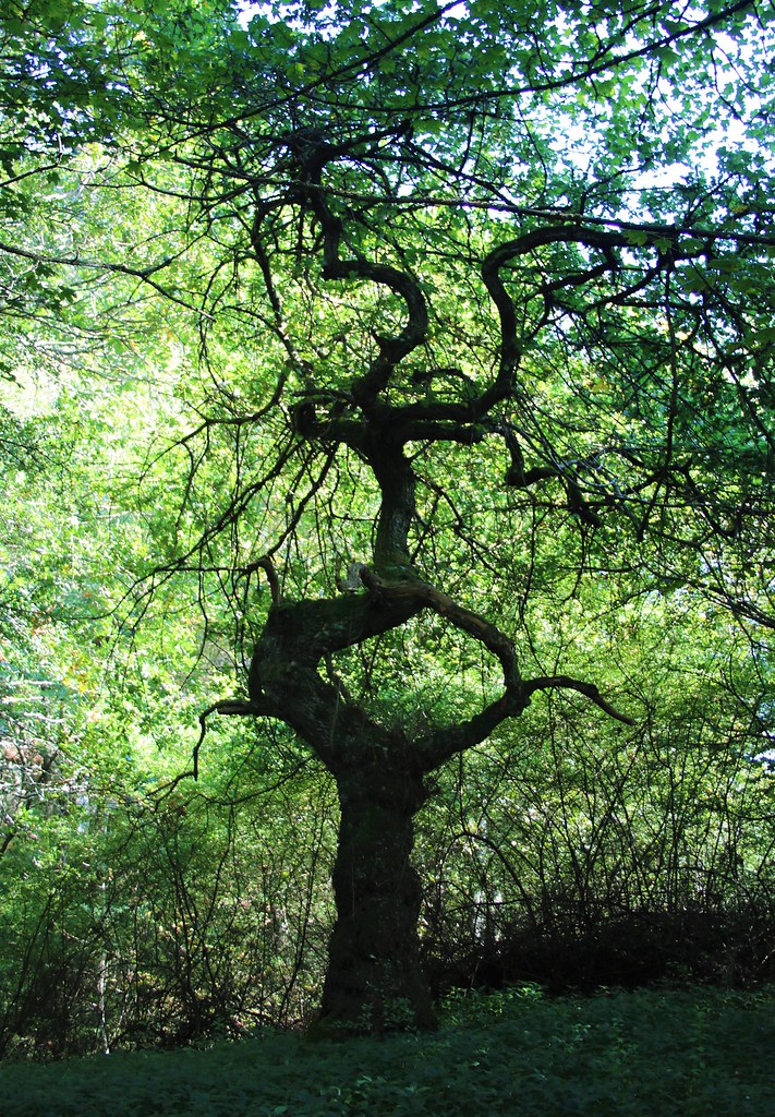 Tree Kinnoull Hill Woodland Park, Perth, Scotland Caltech Scooby Flickr