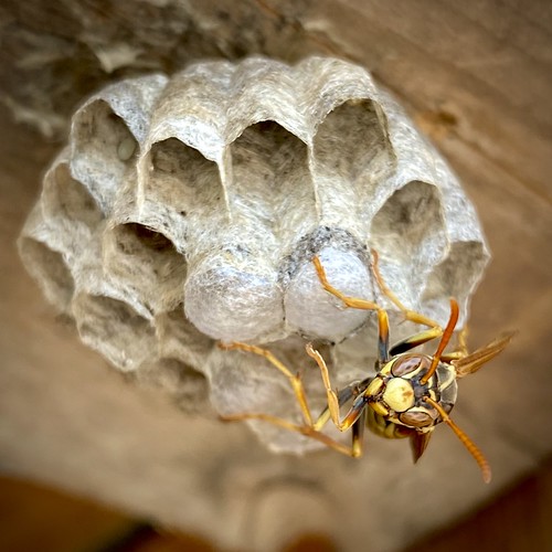 Golden paper wasp guarding the nest David Hutson Flickr