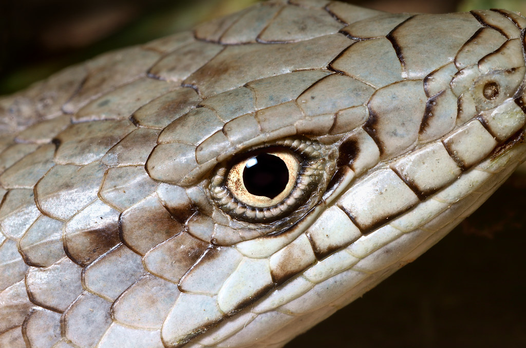 Western Alligator Lizard (Elgaria sp.) Heather BroccardBell Flickr