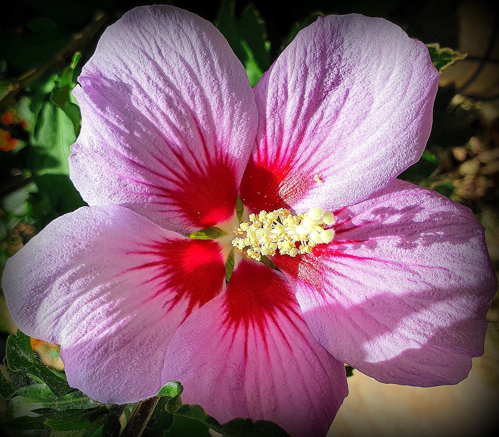 Hibiscus flower Hibiscus flower, first of the season, from… Flickr