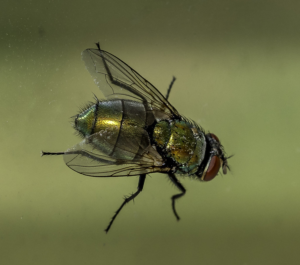 Fly on Glass OLYMPUS DIGITAL CAMERA Steve Starer Flickr