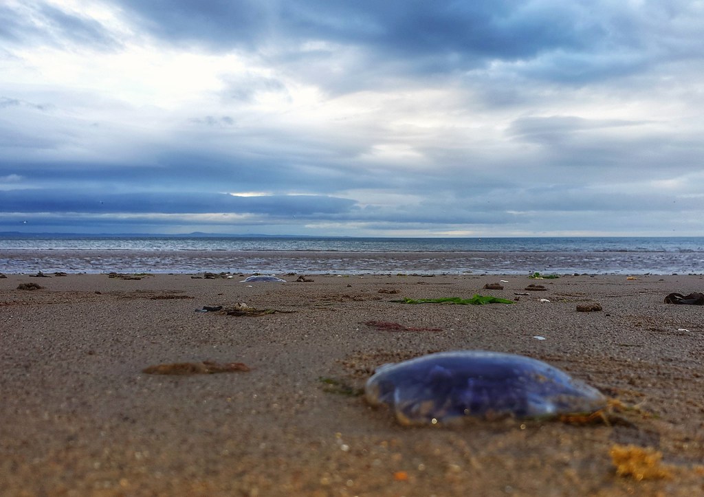Thousands of jellyfish have washed up on portobello beach,… Flickr