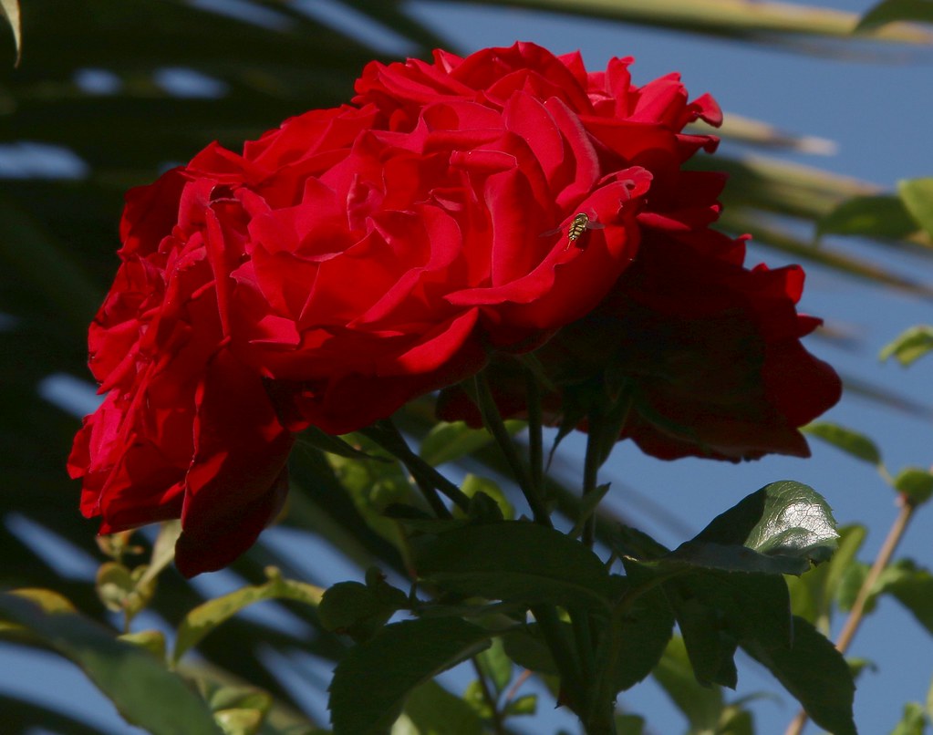 Summer Roses Summer morning sunlight on rose bushes in Hal… Flickr