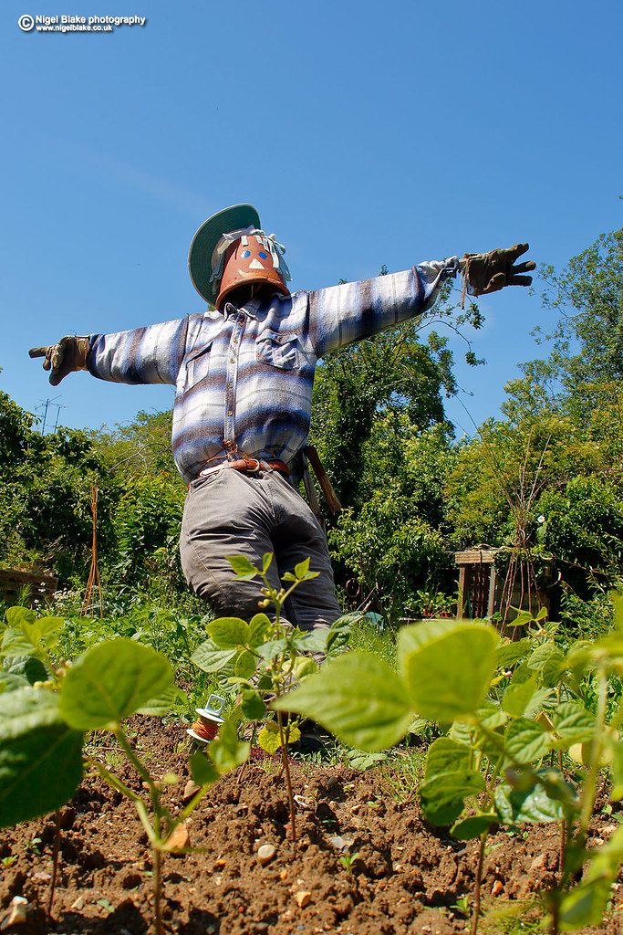 Mr Scarecrow, the silent bird scarer of the allotments. Flickr