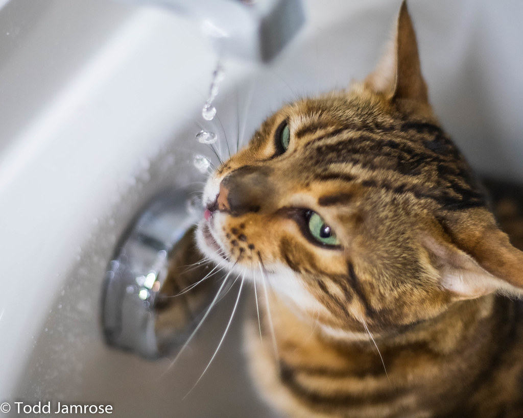Hartsy April 2020 (6 of 7) My cat loves water. He yells un… Flickr