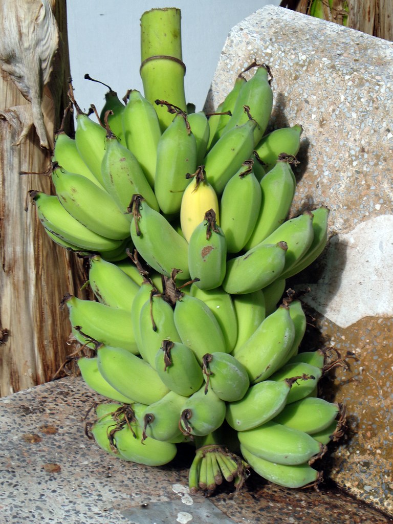 from our banana plants Last year my heart was breaking bec… Flickr