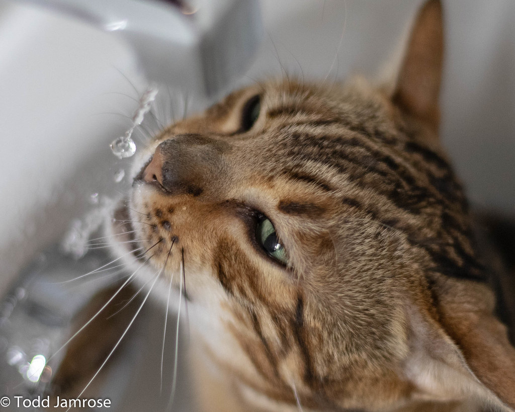 Hartsy April 2020 (1 of 7) My cat loves water. He yells un… Flickr
