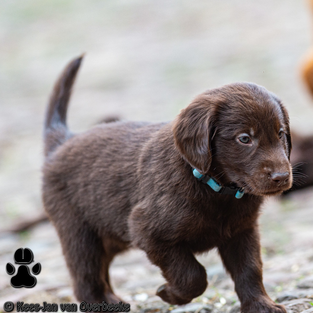 _KJM2827_20200621_165903 Dog, Flatcoated Retriever, Hond, … Flickr