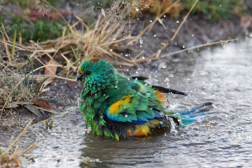 Bathing Beauty.... Mulga Parrot at Bourke BIRDS in BACKYARDS